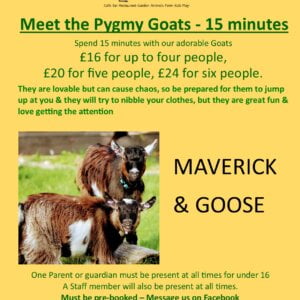 Meet the PYGMY GOATS for up to 4 people - 15 MINUTES